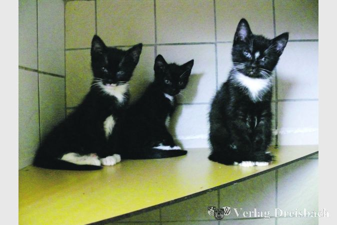 Scheu blicken die drei acht Wochen alten Katzenkinder in die Kamera. Sie wurden gemeinsam mit ihrer Mutter in zwei Pappkartons vor dem Tierheim abgestellt.