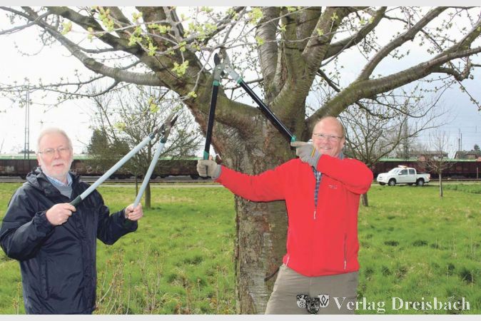 Auch wenn der Kirschbaum bald bl&uuml;ht, m&uuml;ssen noch &Auml;ste entfernt werden. Wolfgang Keil (l.) und Richard Thurm sind mit Eifer bei der Sache.?(Foto: Gemeinde Bischofsheim)

&nbsp;