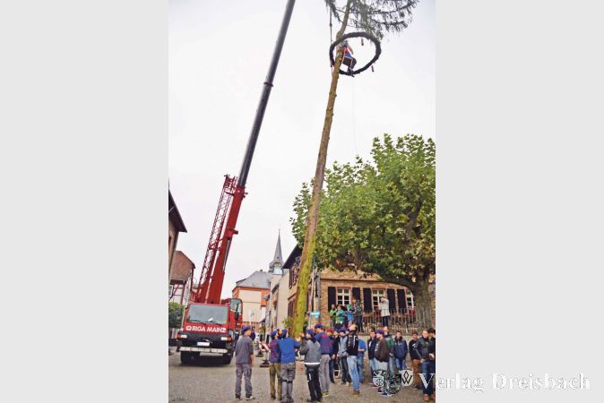 Ein Kraftakt: Das Baumstellen ist f&uuml;r die kleinen Jahrg&auml;nge eine besondere Herausforderung, denn mit nur 14 Kerbeborsch l&auml;sst sich ein Kerbebaum nun einmal nur schwer verladen.

&nbsp;
