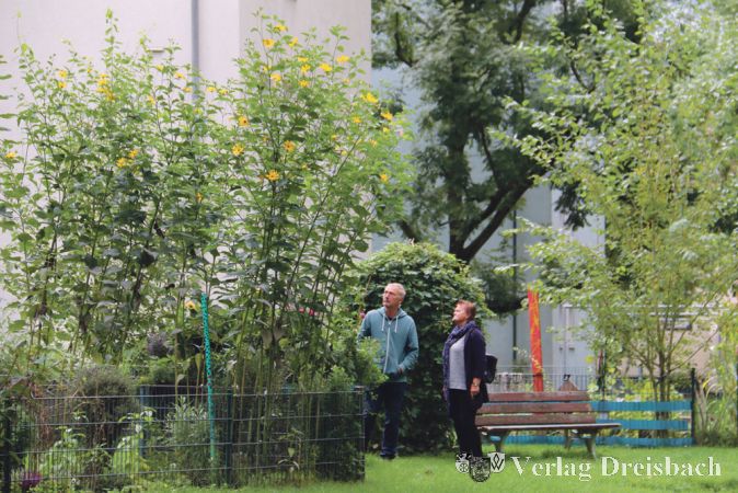 Mehr als vier Meter hoch wachsen die Topinambur-Stauden in den &bdquo;Essbaren G&auml;rten&ldquo; der Hattersheimer Siedlung.