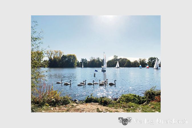 Bei der Eisweinregatta des Segelclubs sahen zehn Schw&auml;ne auf dem Main 13 Booten im Wettstreit um die ersten Pl&auml;tze zu.
​(Fotos: privat)