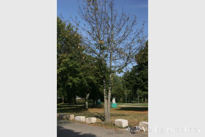Die B&auml;ume im Burgpark haben den erneut viel zu trockenen und warmen Sommer ganz gut &uuml;berstanden, einzelne Exemplare wie deses fallen daher besonders auf. Durch den Beschluss des Klimanotstandes in der Stadt soll die Aufmerksamkeiit f&uuml;r das Thema im Verwaltungshandeln st&auml;rken.