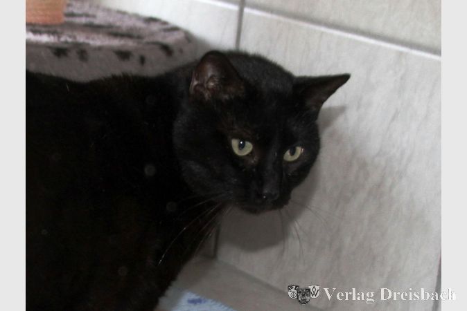 Kater Coti aus dem Tierheim Rüsselsheim