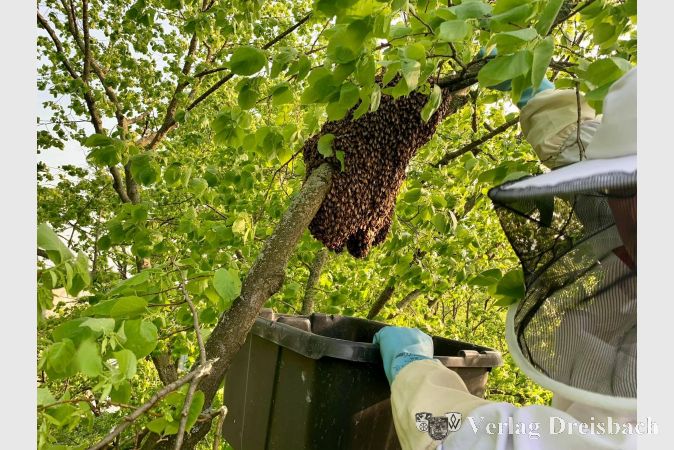 Der Bienenschwarm hatte sich in diesen Baum verirrt.