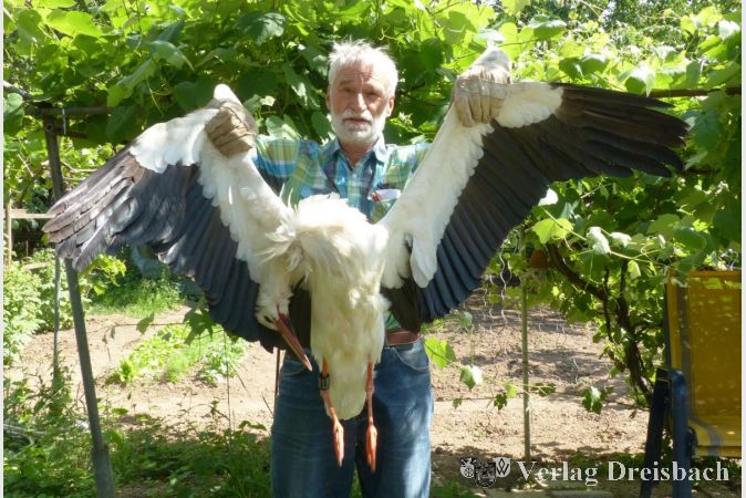 Mit einer Flügelspannweite von über zwei Metern ist dieser Storch auch im Tod noch eine beeindruckende Erscheinung. Der Ring an seinem rechten Bein trägt die weltweit nur ein Mal vergebene Bezeichnung 7T688.