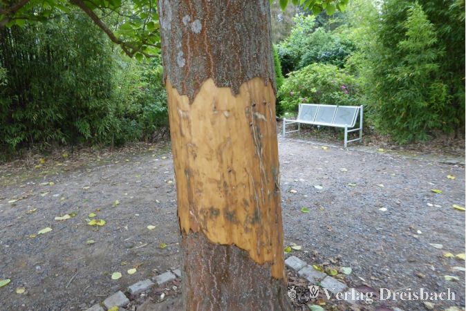 Rinde entfernt: Ein Bild vom zweiten Vandalismusangriff auf Bäume im Rosarium.