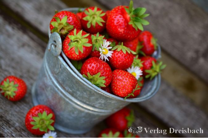Die Erdbeere: Heutzutage ist die Frucht für die Gemeinde Kriftel von größter Bedeutung.