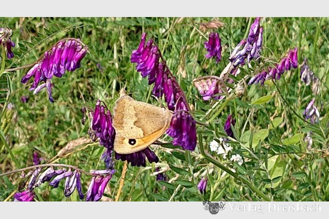 Schmetterlingswiese im eigenen Garten: Wo es viele Blüten gibt, fühlen sich die kleinen und großen Falter wohl.