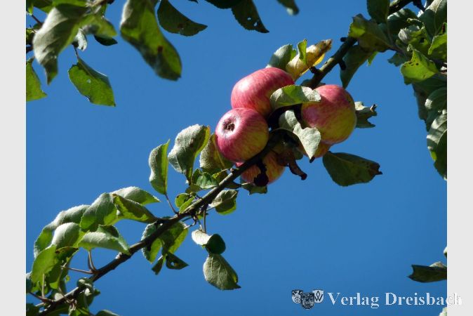 Endlich wieder wohlschmeckende frische Äpfel: Die Apfelernte 2020 ist in vollem Gange.