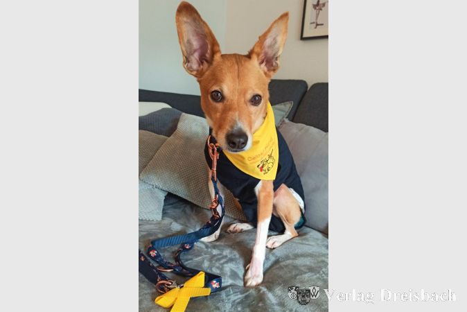 Der kleine Chico wurde im Januar Opfer einer Beißattacke. Aufgrund seiner Verletzungen muss er noch immer einen Body tragen. Diesen wird er hoffentlich bald wieder ablegen können - das gelbe Halstuch und die gelbe Schleife an der Leine werden jedoch ab sofort immer als Signal getragen.