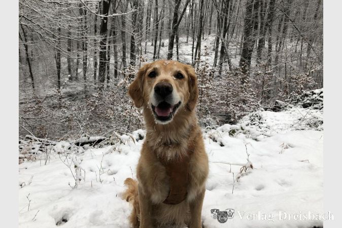 Ein Hund ist bei Wind und Wetter ein toller Begleiter - jedoch nur, wenn dieser gut erzogen ist und Herrchen oder Frauchen die nötige Aufmerksamkeit und Weitsicht aufbringen.