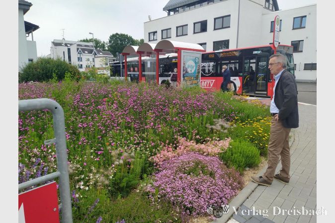 Der Erste Beigeordnete bewundert das Wildstaudenbeet an der Oberweidstraße.