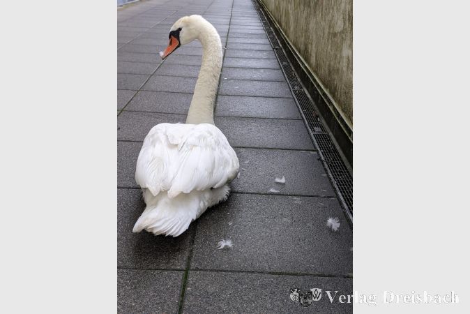 Der verletzten Schwänin konnte dank der Hilfe zahlreicher engagierter Tierfreunde geholfen werden.