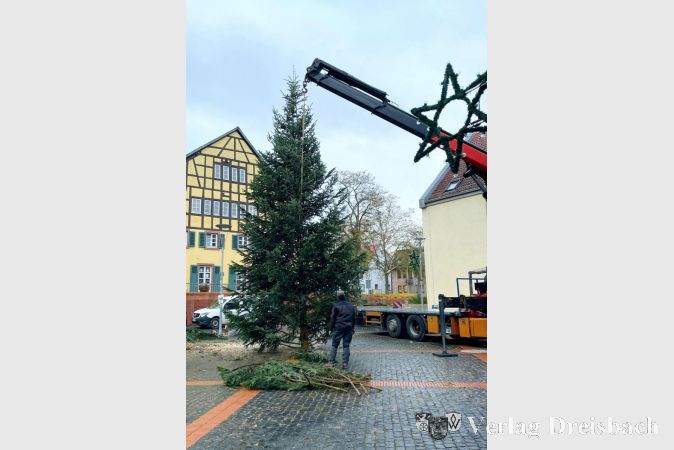 Der diesjährige Weihnachtsbaum auf dem Hattersheimer Marktplatz.