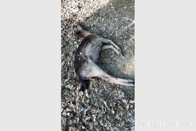 Diese Hirschkuh verendete qualvoll durch falsches Futter. Der Revierförster Leif Leonhardt bittet erneut darum Futterspenden in die dafür vorgesehenen Boxen zu tun und nicht über den Zaun zu werfen. Die Tiere werden regelmäßig von Wildhütern artgerecht gefüttert.