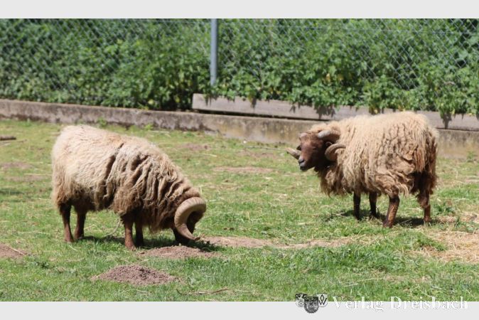 Als Kleintiere gehen die Schafte auf dem Vereinsgelände natürlich nicht durch. Sie sind die ökologisch einwandfreien Rasenmäher, die regelmäßig zwischen den Parzellen ihr Werk tun.
