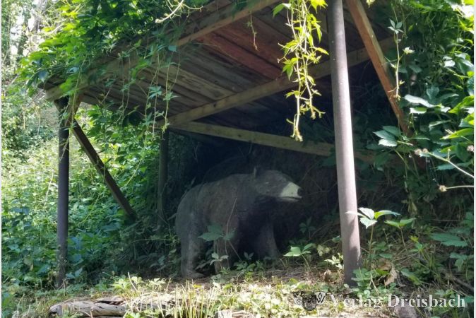 Das spezielle Gelände mit seinen dreidimensionalen Zielen erfreut sich großer Beliebtheit unter den Krifteler Bogenschützen.