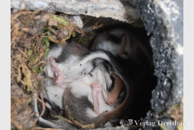 Eng verschlungen und sich gegenseitig wärmend liegen die beiden Gartenschläfer mindestens sechs Monate in diesem Meisenkasten.