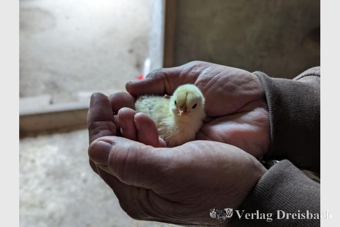 Ein frisch im Tierpark geschlüpftes Zwerghuhnküken.