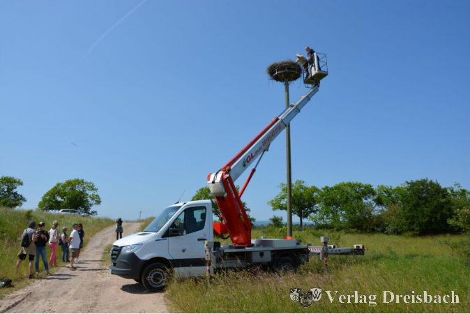 Naturbegeisterte Besucher betrachten fasziniert die öffentliche Beringung der Jungstörche.