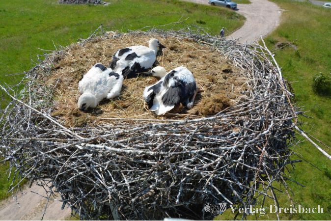 Der Deponiehubsteiger ermöglichte den Besuchern einen atemberaubenden Blick auf die Storchennester in bis zu zehn Metern Höhe.