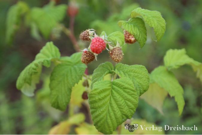 Erntereif: Eine der ersten rot schimmernden Himbeeren im neuen Flörsheimer Stadtgarten.