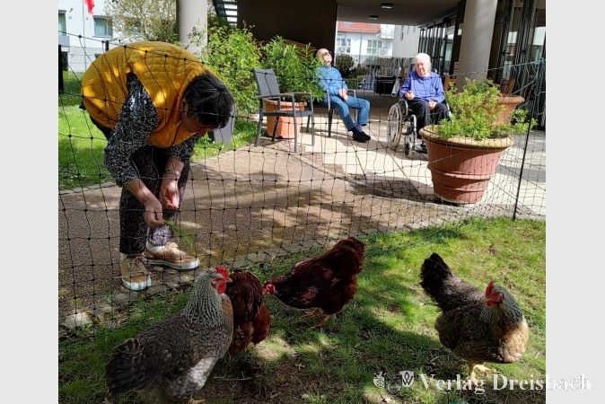 Die Senioren im Kursana Domizil haben tierisch viel Spaß mit den vier geliehenen Hühnern, die sie einen Monat lang betreuen.
