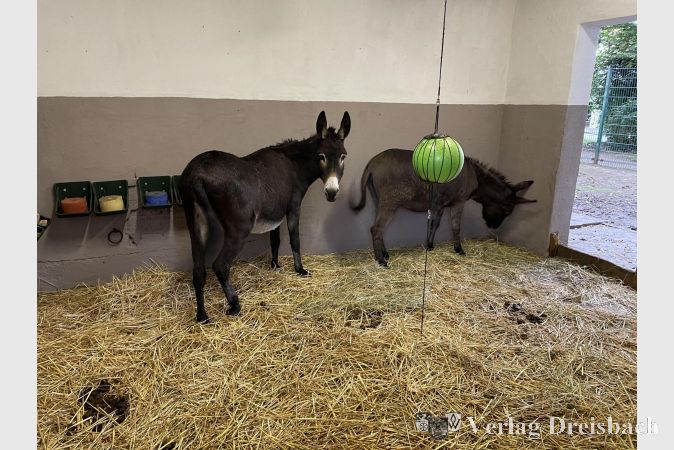 Die Esel in ihrer frisch gesäuberten und gestrichenen Behausung.