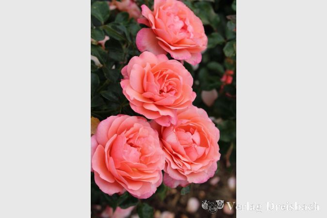 Die Coral-Lions-Rose: Die Neuzüchtung gibt es erst seit fünf Jahren.
