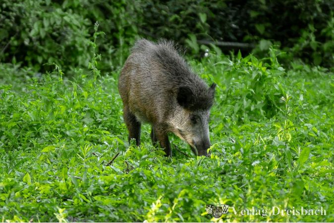 Seit zehn Monaten beschäftigt die Afrikanische Schweinepest auch das Bundesland Hessen.