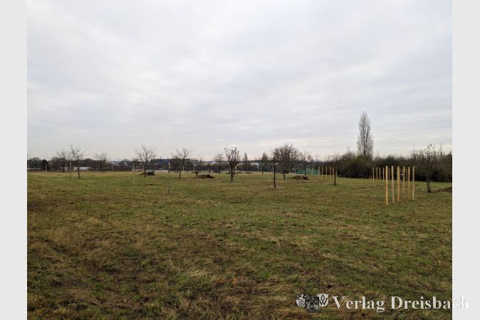 Auf der Wiese „Auf der Hub“ in fußläufiger Entfernung zur Heinrich-Böll-Schule fanden im Dezember 2023 70 neue Obstbäume eine neue Heimat.