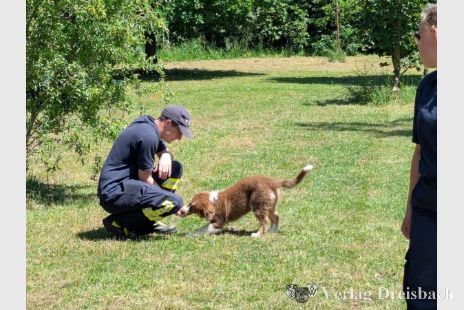 Australien Shepard-Welpe Buddy begeisterte das Publikum. Der 14 Wochen alte Welpe wird zum Trümmersuchhund ausgebildet.
