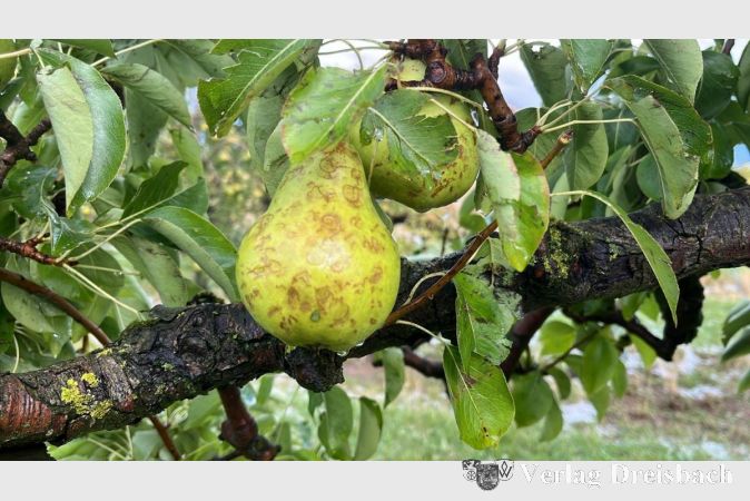 In Mitleidenschaft gezogene Birnen.