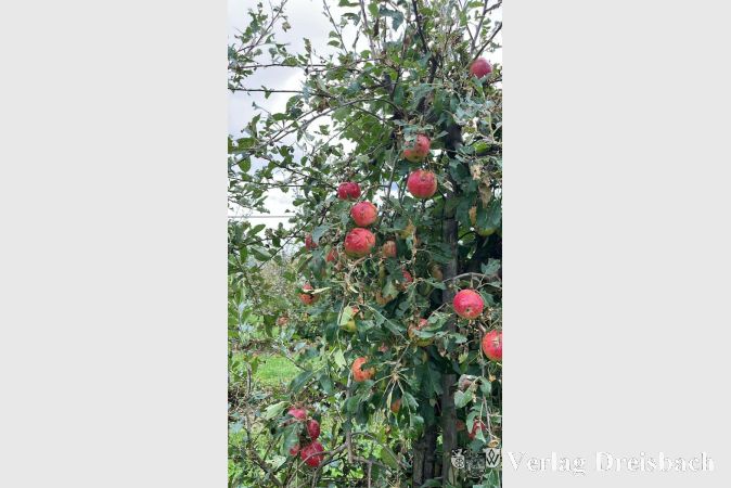 Gut erkennbare Schäden an den Äpfeln.