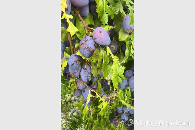 Auch die Zwetschgen wurden vom Unwetter hart getroffen.