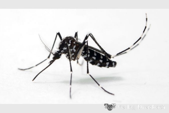 Die Asiatische Tigermücke zeigt ein auffälliges schwarz-weiß gestreiftes Muster am ganzen Körper.