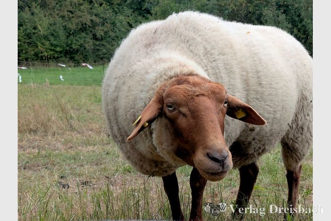 Eine Alternative zu Traktor und Rasenmäher: Schafe (hier ein Coburger Fuchsschaf ).