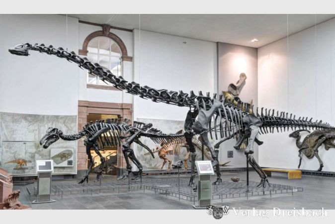 Dinosaurierskelette im Senckenbergmuseum.