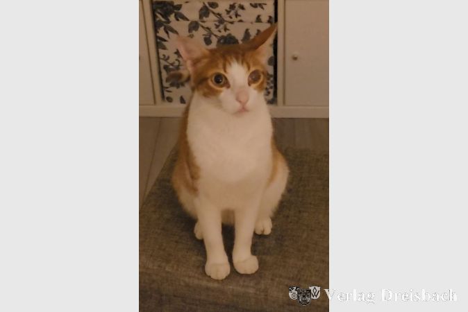 Kater Matti wird seit Ende Juni vermisst.