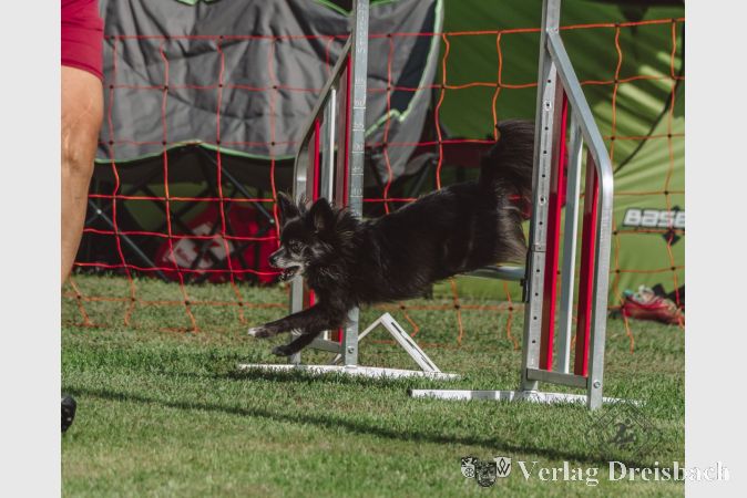 Sicher über die Hürde: Agility erfordert Konzentration und Präzision.