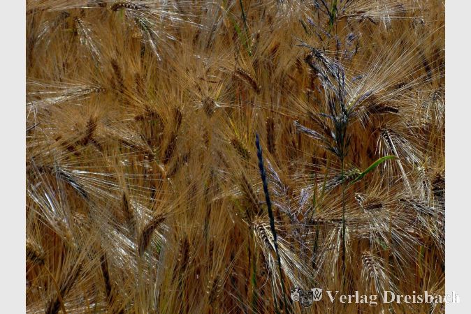 Bild: Harald Gross
Goldenes Getreide