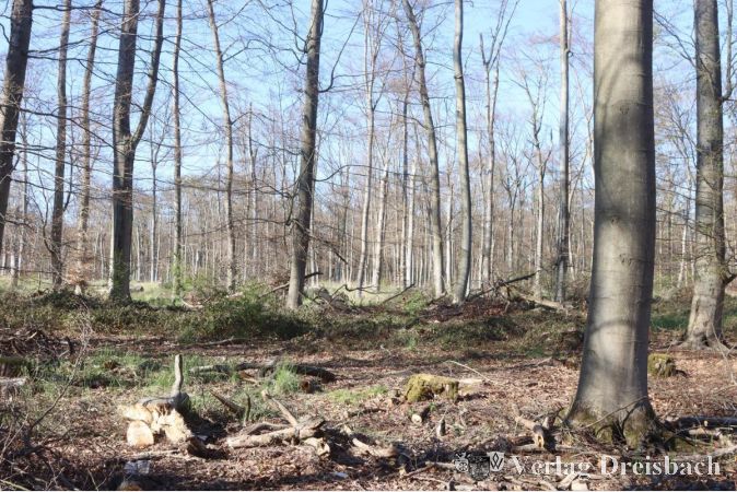 Foto: gus
Im Flörsheimer Wald steigt der Anteil der Laubbäume leicht an, auf den durch Abholzung frei werdenden Flächen durch Neuanpflanzungen den Wald weiter zu verjüngen ist wegen des erwarteten Maikäferaufkommens in diesem Jahr allerdings nicht möglich.