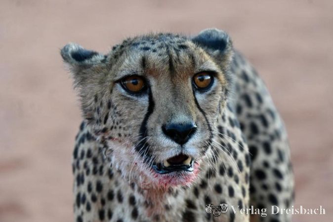 Foto: Peter Dommermuth