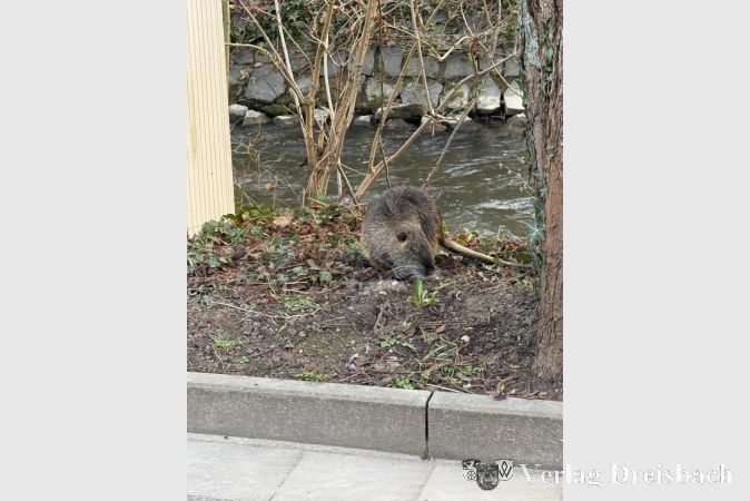 Foto: privat
Ein Nutria am Krifteler Schwarzbachufer.