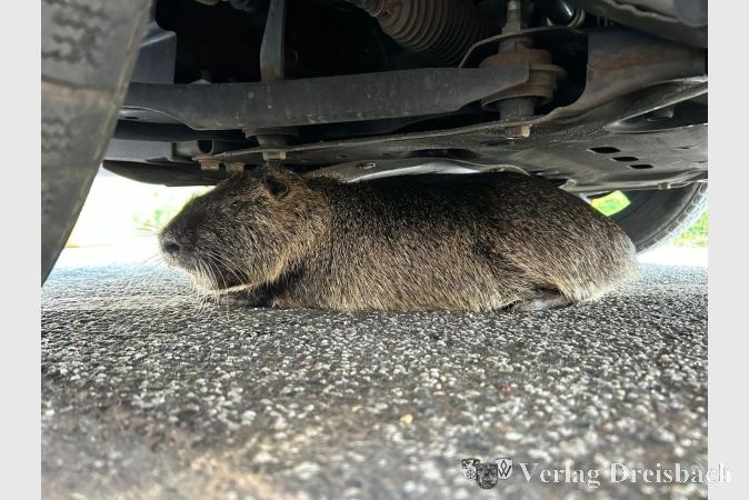 Archivbild: Feuerwehr Hattersheim
Auch in Okriftel sind Nutrias seit einigen Jahren anzutreffen. Hier eine solche Biberratte, die vor zwei Jahren von der dortigen Feuerwehr unter einem Pkw eingefangen und im Wassergraben an der Bonnemühle wieder unverletzt freigelassen wurde.