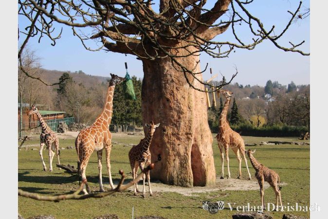 Foto: Archiv Opel-Zoo
Netzgiraffen im Opel-Zoo mit den beiden Jungtieren ‚Kianga‘ und ‚Mumbi‘.