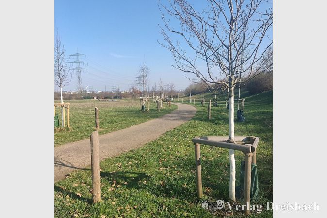Foto: Gemeinde
Im Ziegeleipark wurde eine Allee angelegt.