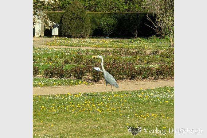 Foto: mpk
Ein Kranich genoss am Dienstagmorgen die Ruhe im Hattersheimer Rosarium und spazierte in aller Ruhe die dortigen Wege entlang.
