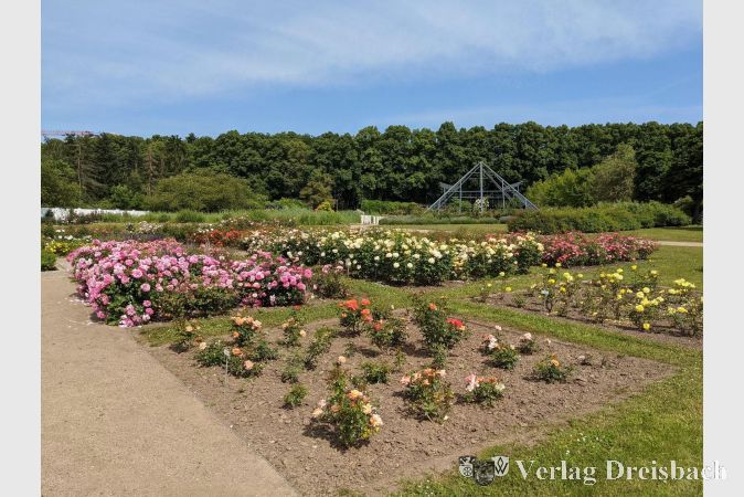 Archivbild: mpk
So wie hier wir das Rosarium bald wieder erstrahlen. Im Hintergrund die 2021 errichtete, begehbare Rosenpyramide in Metallbauweise.