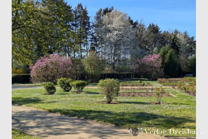 Foto: mpk
Erste Bäume blühen schon im Rosarium, die namensgebenden Rosen jedoch zum jetzigen Zeitpunkt noch nicht.